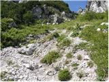 Bohinjsko sedlo - Rušni vrh